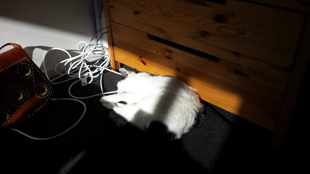 F09 marshall saoking up winter sun 9 jun 2018